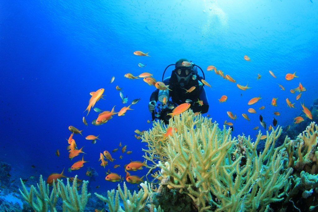 vacaciones en cancun, paquetes a cancun todo incluido, buceo en cancun lugares, scuba cancun, buceo en playa del carmen, scuba diving cancun, krystal international vacation club, krystal international vacation club cancún, krystal international vacation club vallarta, krystal international vacation club reviews,