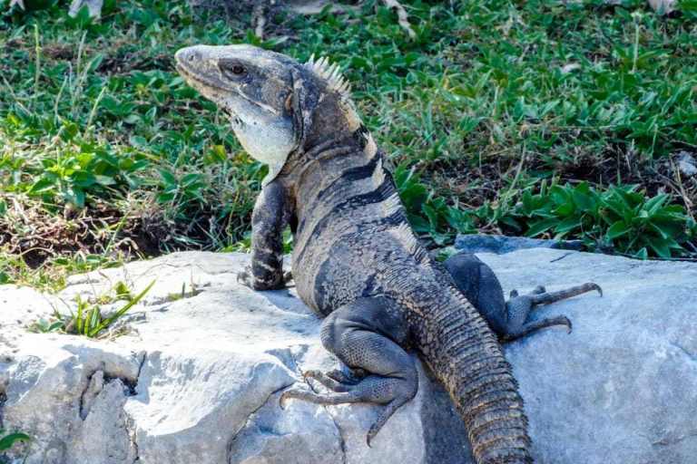 vacaciones en cancun, paquetes a cancun hotel y avion, viajes a cancun promociones, paquetes vacacionales todo incluido cancun, paquetes a cancun todo incluido con avion, viajes a cancun todo incluido 2x1 2019, krystal international vacation club, krystal international vacation club cancun, krystal international vacation club reviews, krystal international vacation club puerto vallarta